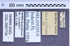 Etikette zu Melanotus bakeri (Fleutiaux, 1916) (NHMW-ZOO-COL-0007734)